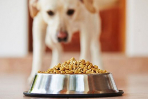 Причини та допомога у млявості та відсутності апетиту у собаці Причини та допомога у млявості та відсутності апетиту у собаці